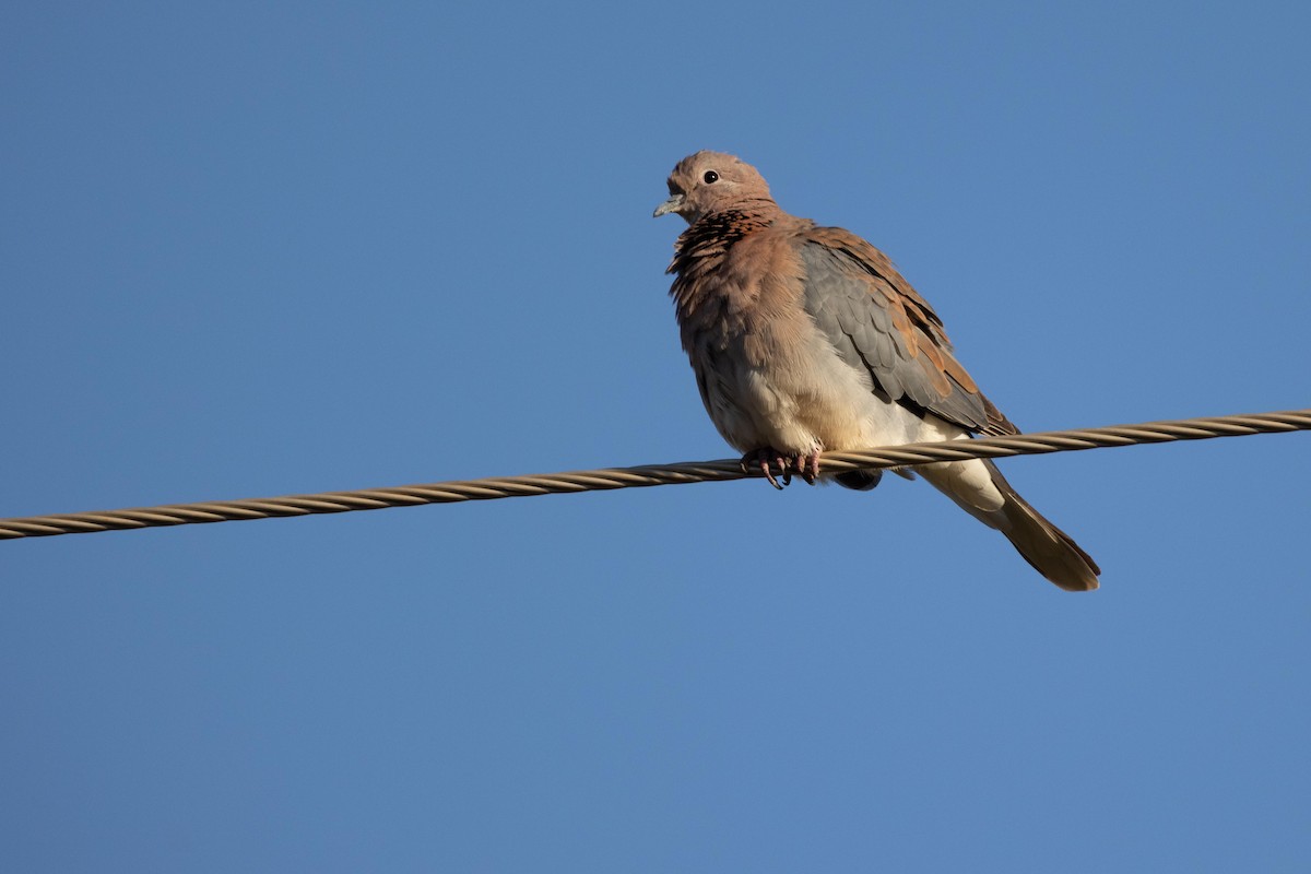 Tórtola Senegalesa - ML330922001