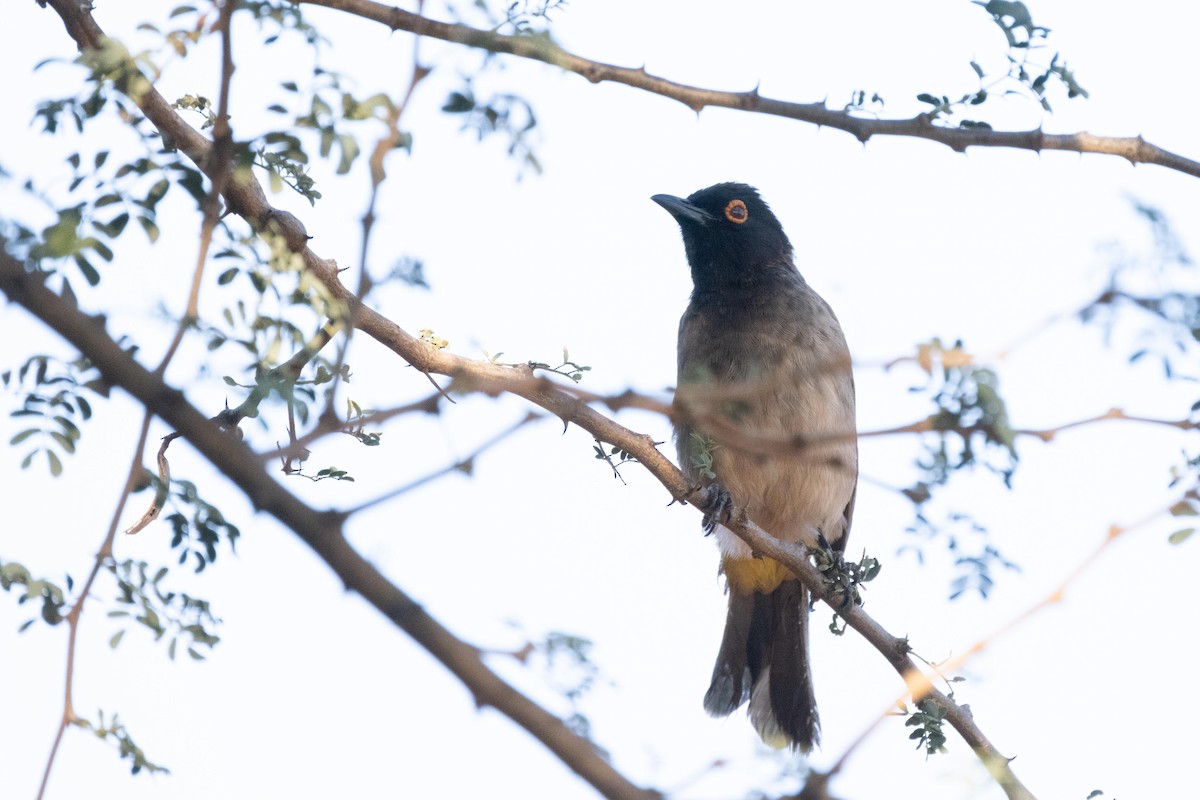 Black-fronted Bulbul - ML330922141