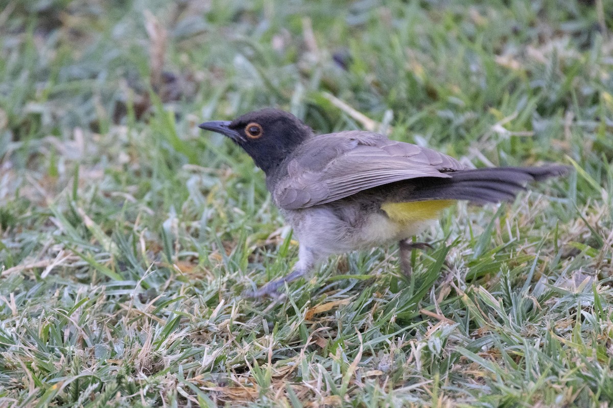 Bulbul Encapuchado - ML330922171