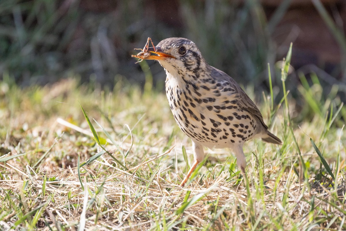 Groundscraper Thrush - ML330922451