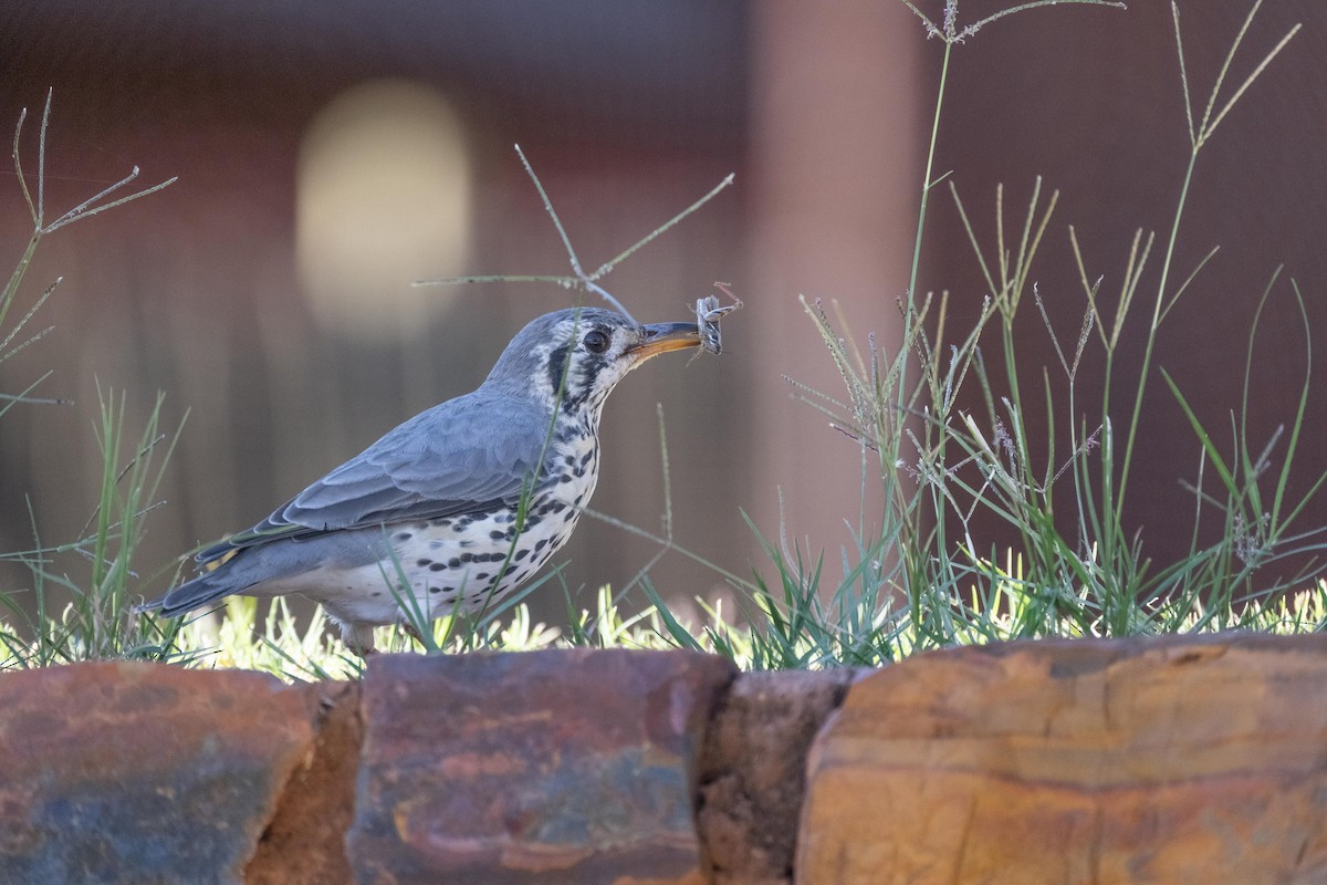 Groundscraper Thrush - ML330922571