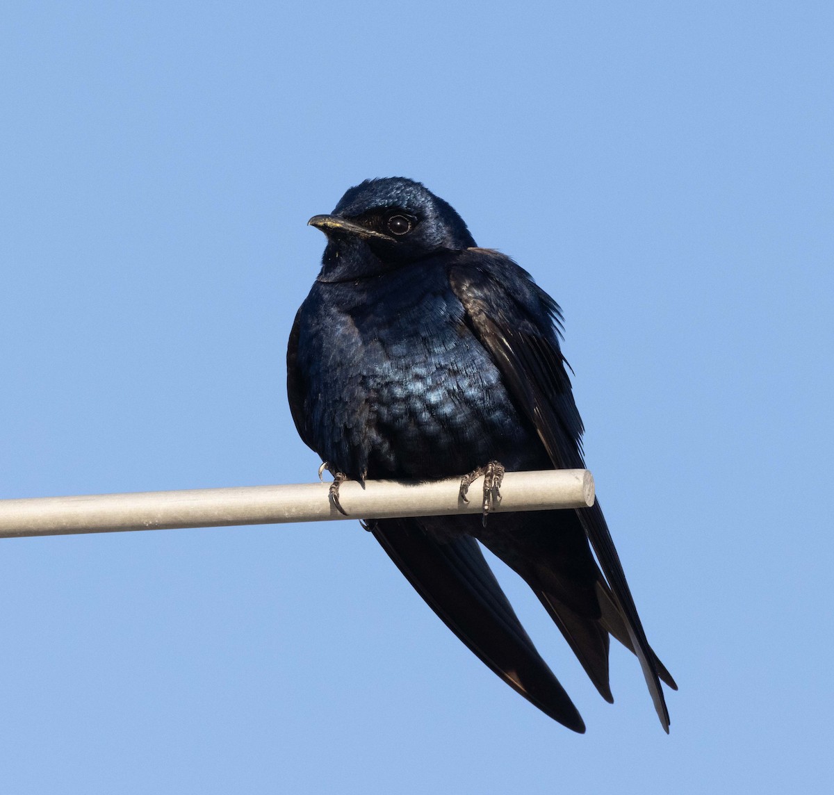 Purple Martin - ML330923071