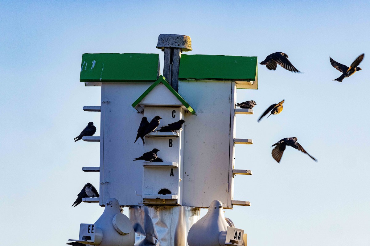 Purple Martin - ML330923081