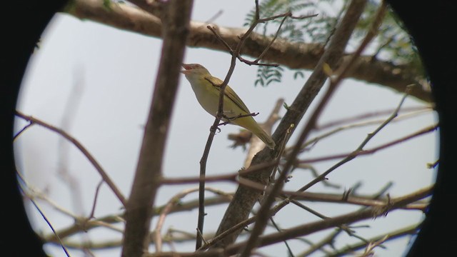 Vireo Verdiamarillo - ML330923271