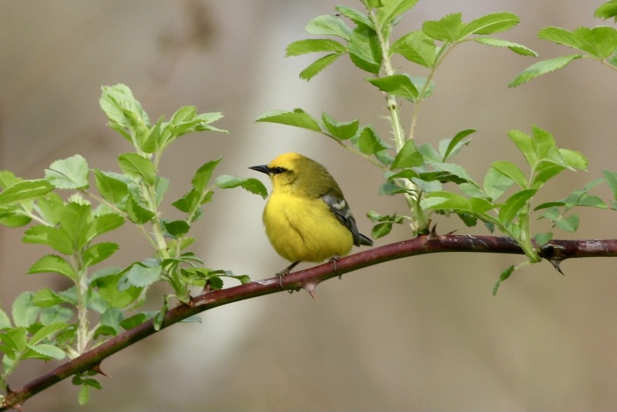 Blue-winged Warbler - Paul Clarke