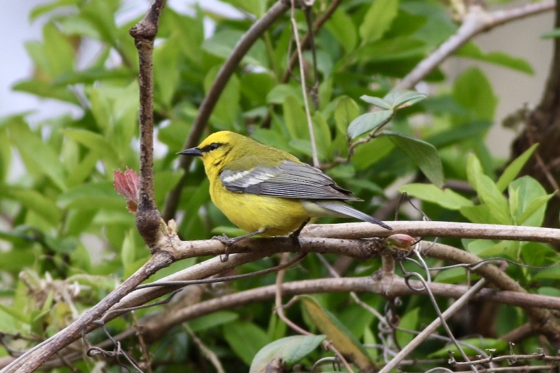 Blue-winged Warbler - Paul Clarke