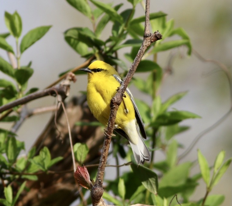 Blue-winged Warbler - Paul Clarke