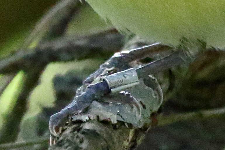 Vireo Ojiblanco (grupo griseus) - ML330924031