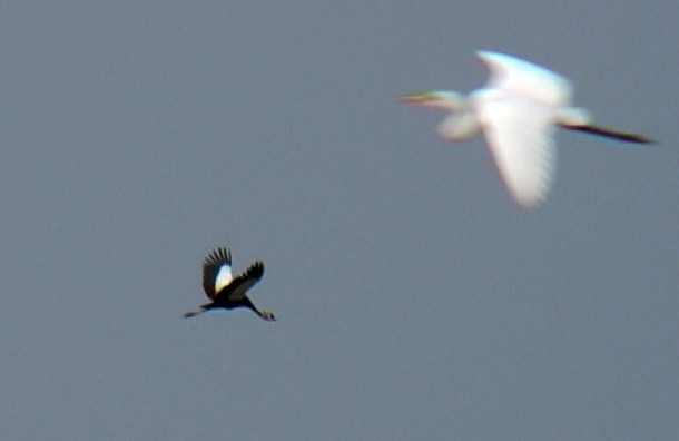 Black Crowned-Crane - ML330924351