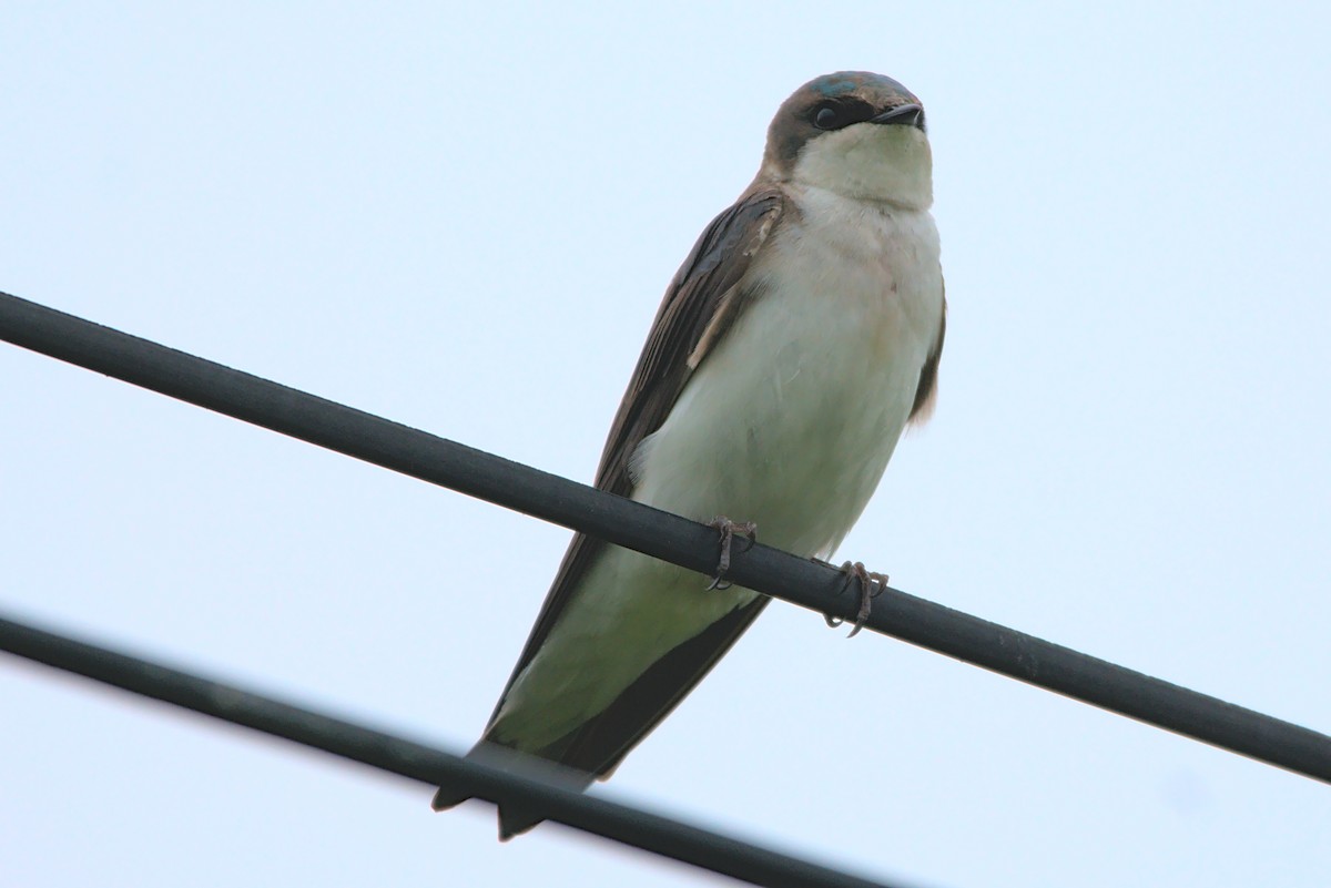 Tree Swallow - Anonymous