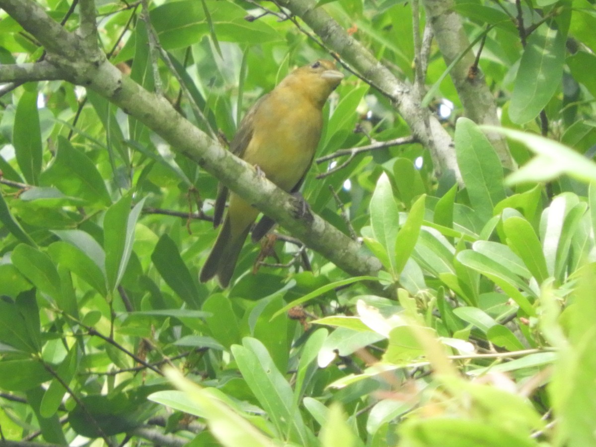 Summer Tanager - ML330929121