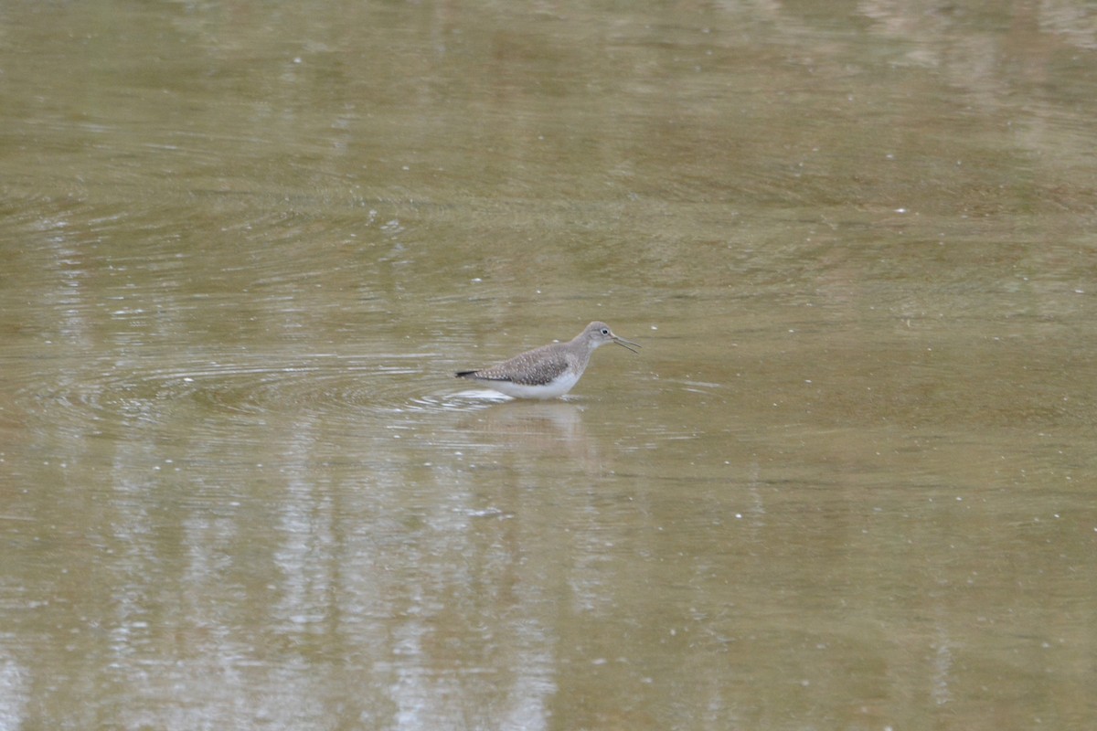 Einsiedelwasserläufer - ML33093120