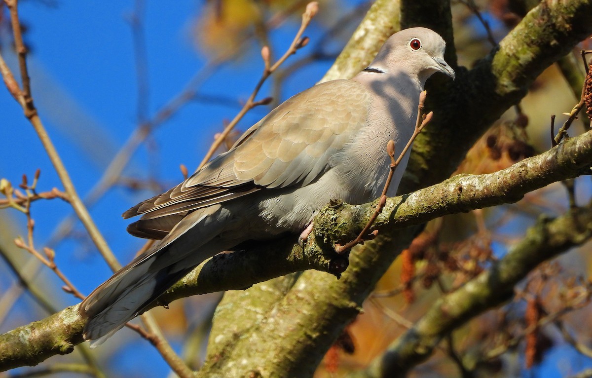 Eurasian Collared-Dove - Paul Lewis