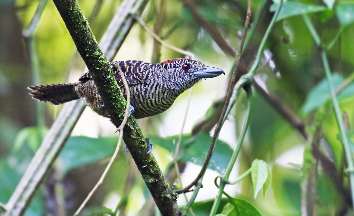 Fasciated Antshrike - ML33093240