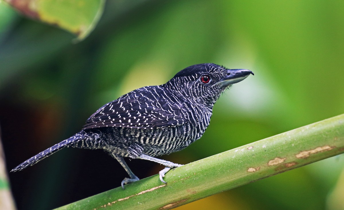Fasciated Antshrike - Andrew Spencer