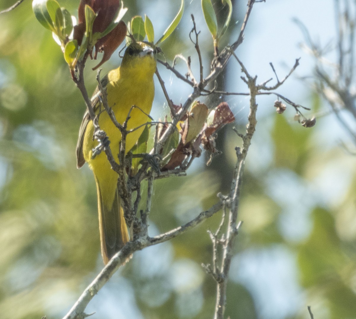 Orchard Oriole - mark cavallo