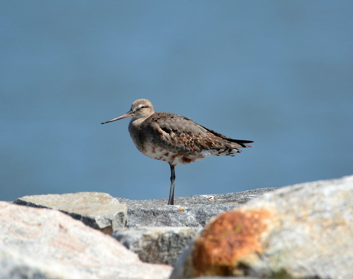 Hudsonian Godwit - ML33093340