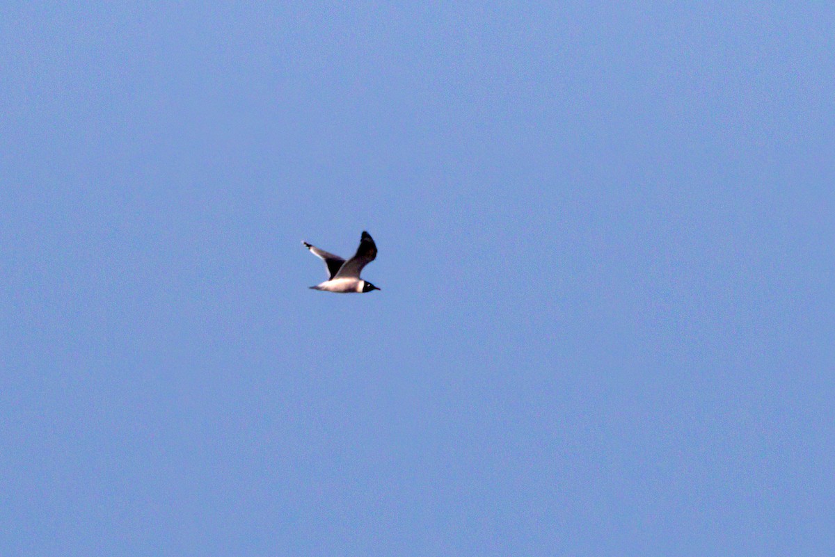 Franklin's Gull - ML330933861