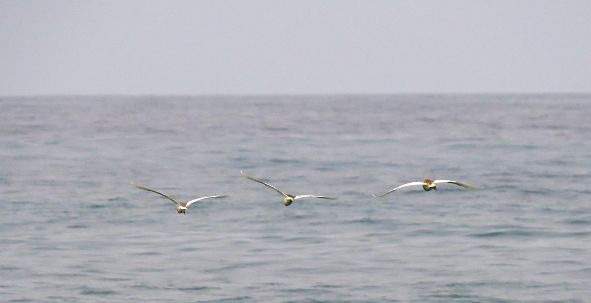 Squacco Heron - ML330934861