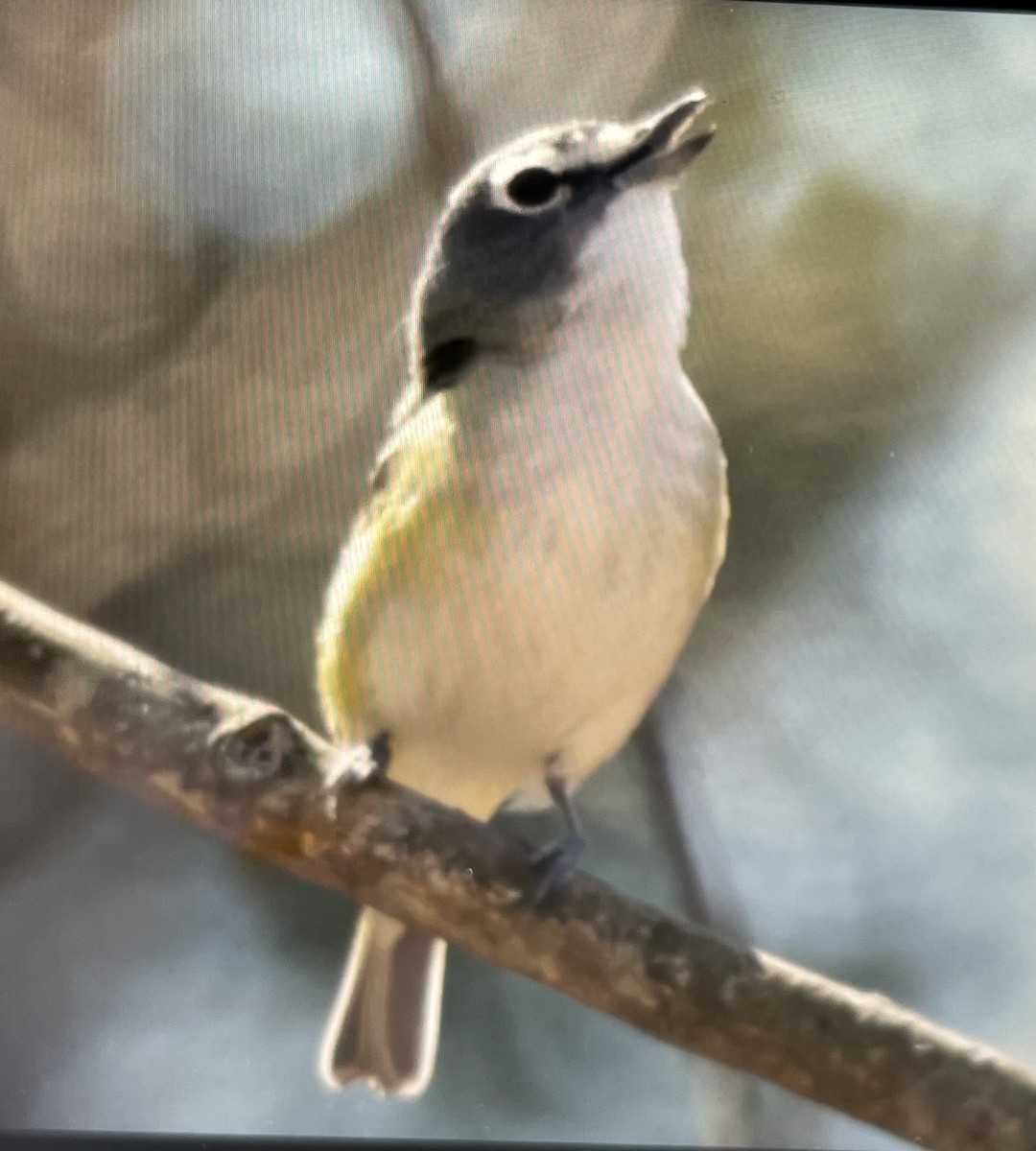 Blue-headed Vireo - ML330935311