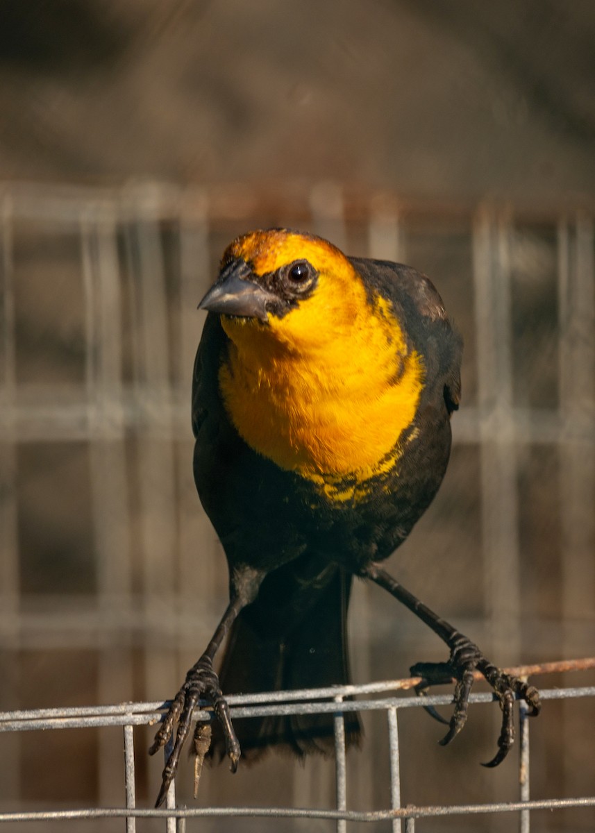 Yellow-headed Blackbird - ML330935731