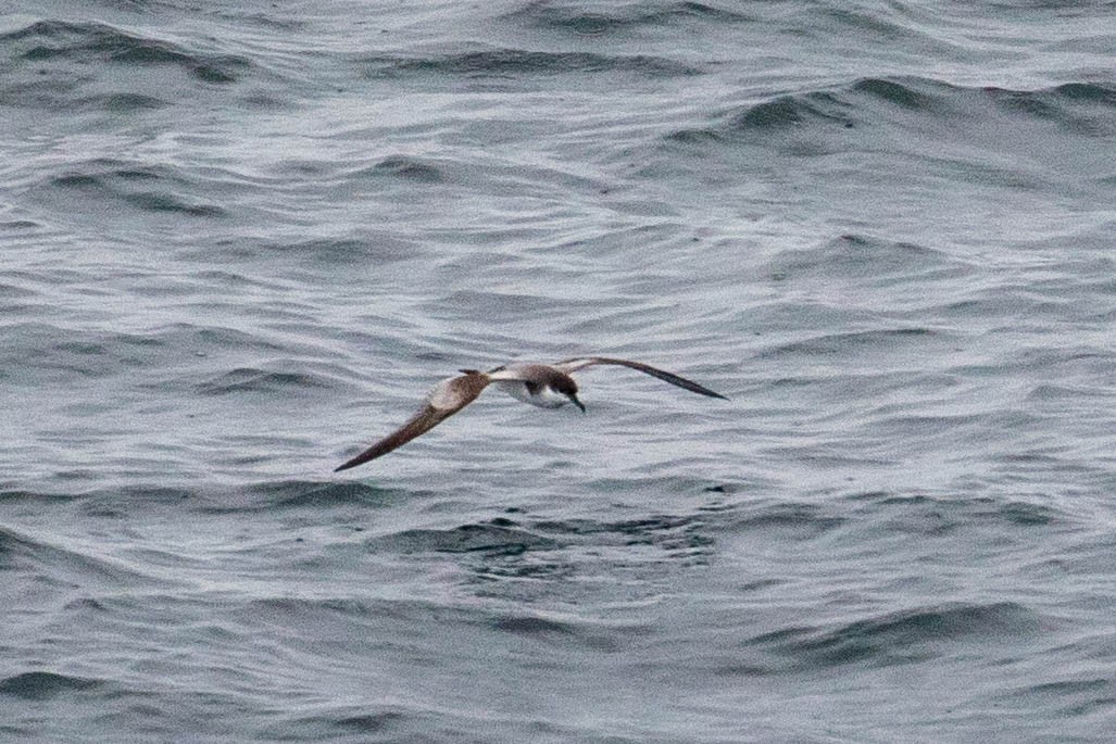 Buller's Shearwater - ML330935861