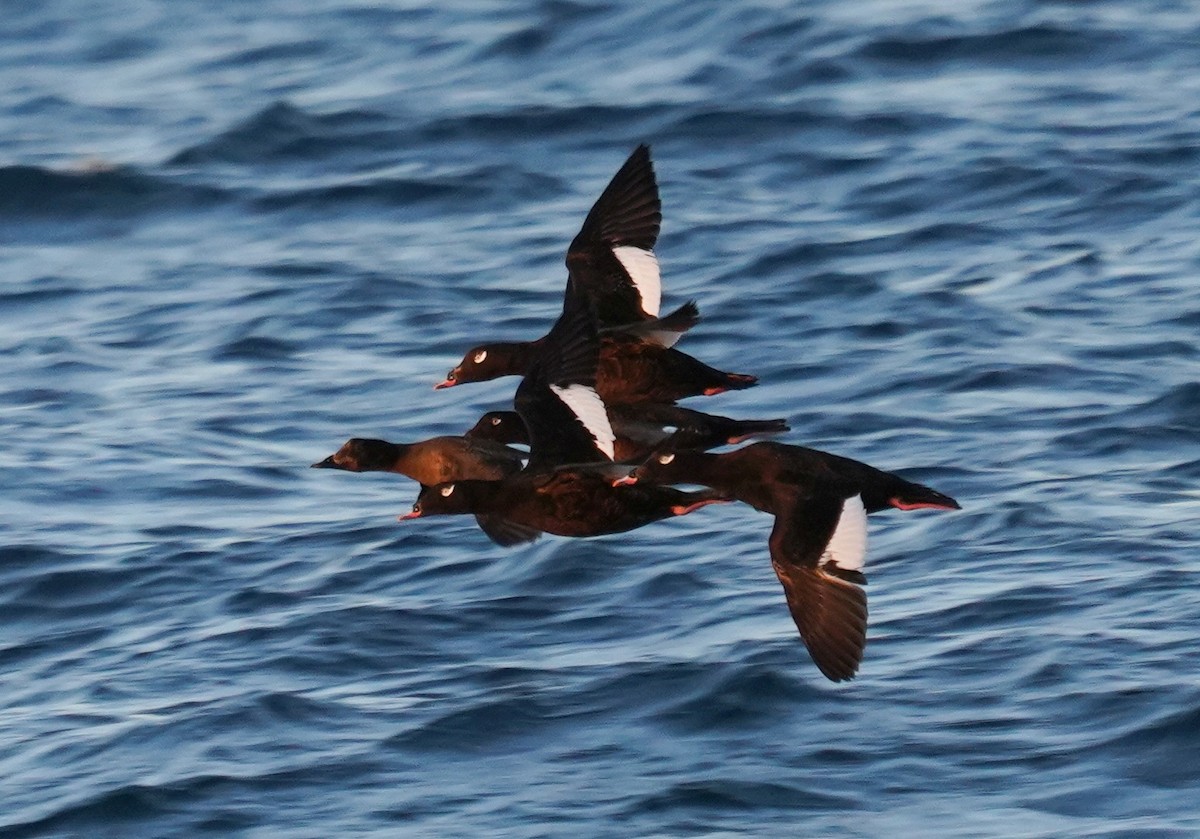 White-winged Scoter - ML330936961