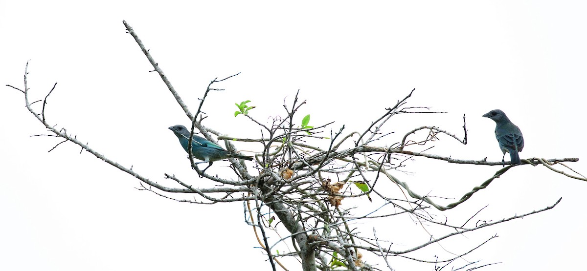 Blauflecktangare - ML330937281
