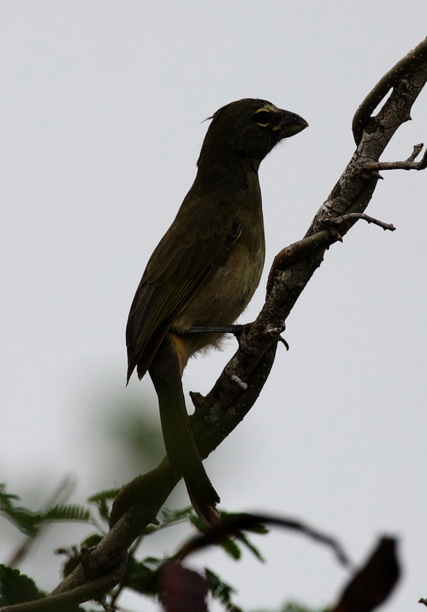 Karibiksaltator - ML330937311
