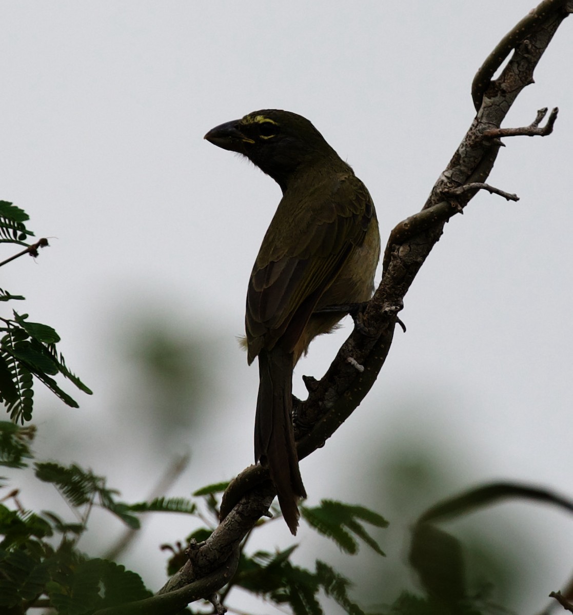 Karibiksaltator - ML330937321