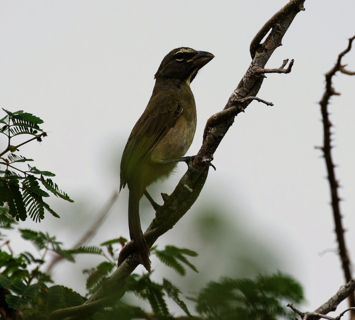 Karibiksaltator - ML330937331