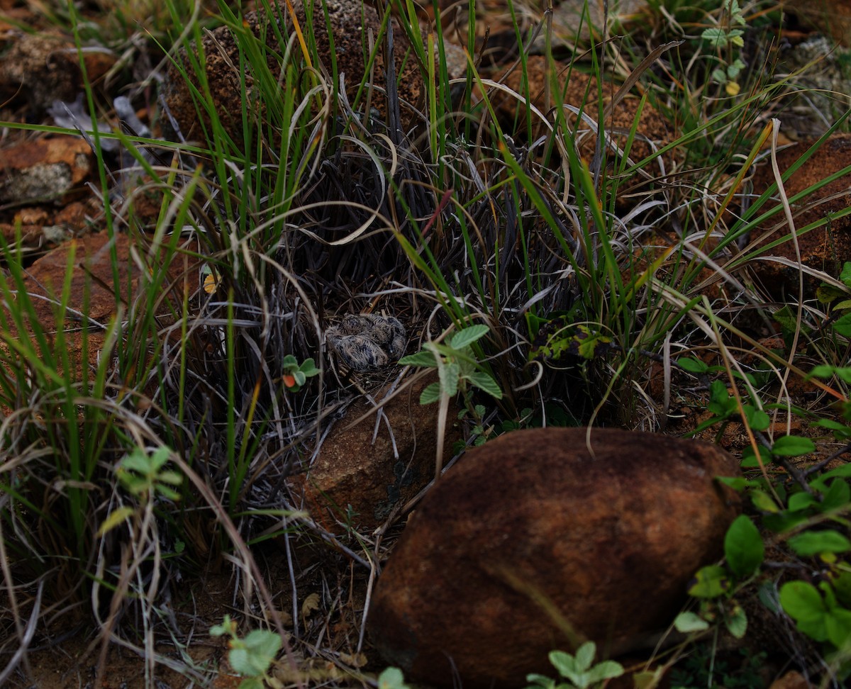 Sperlingstäubchen - ML330938471