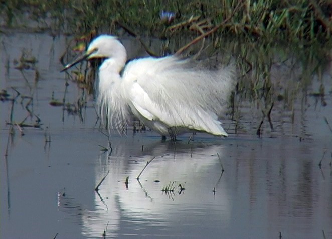 Little Egret (Western) - ML330940671