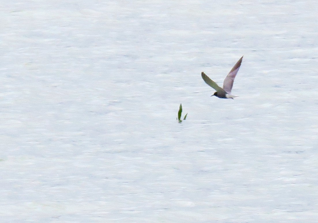 Black Tern - Juan Pérez