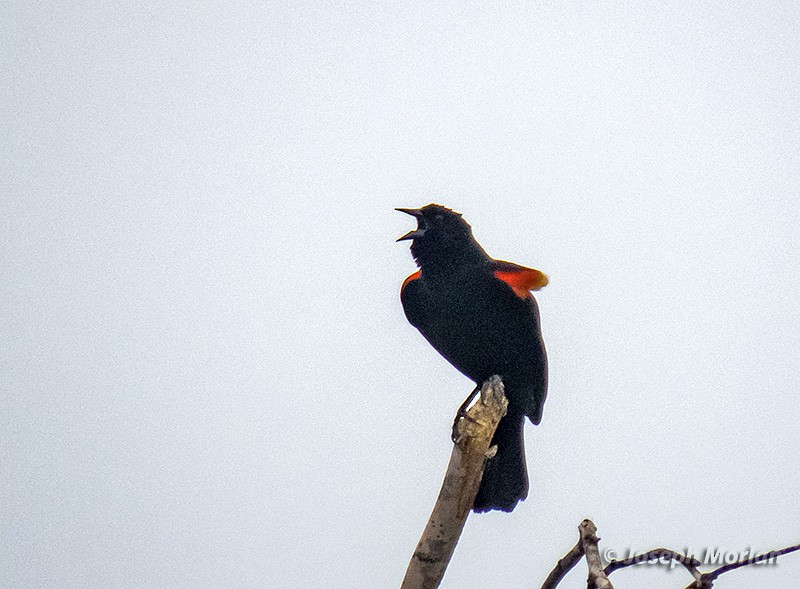 Red-winged Blackbird - ML330942341