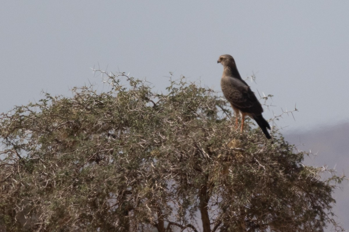 Pale Chanting-Goshawk - ML330942701