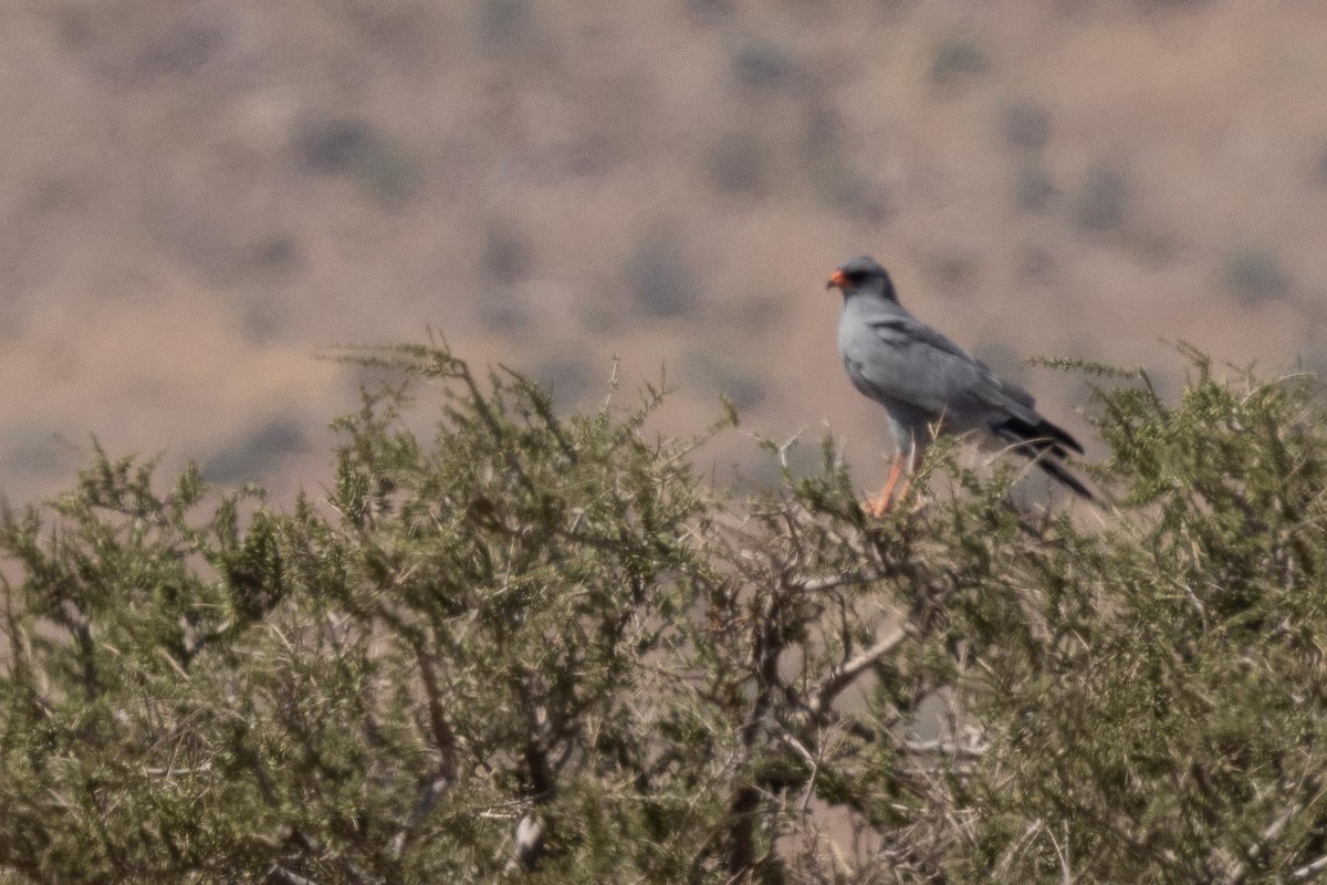 Pale Chanting-Goshawk - ML330942711