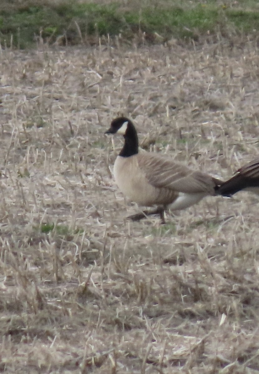 Cackling Goose (Richardson's) - ML330943401