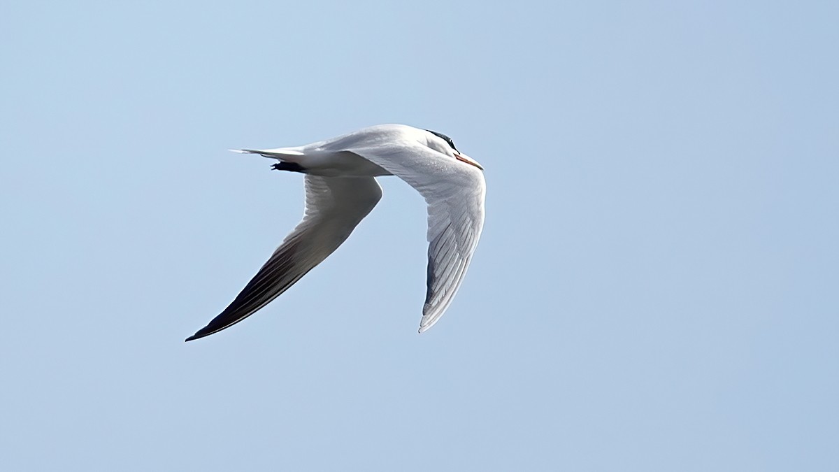 Caspian Tern - ML330944141