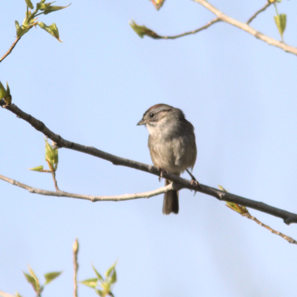 Swamp Sparrow - ML330945641