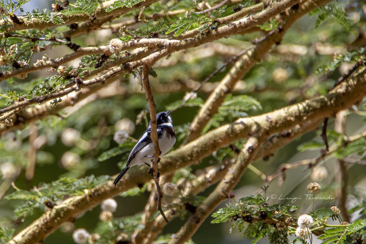 Chinspot Batis - Luigi Fernando