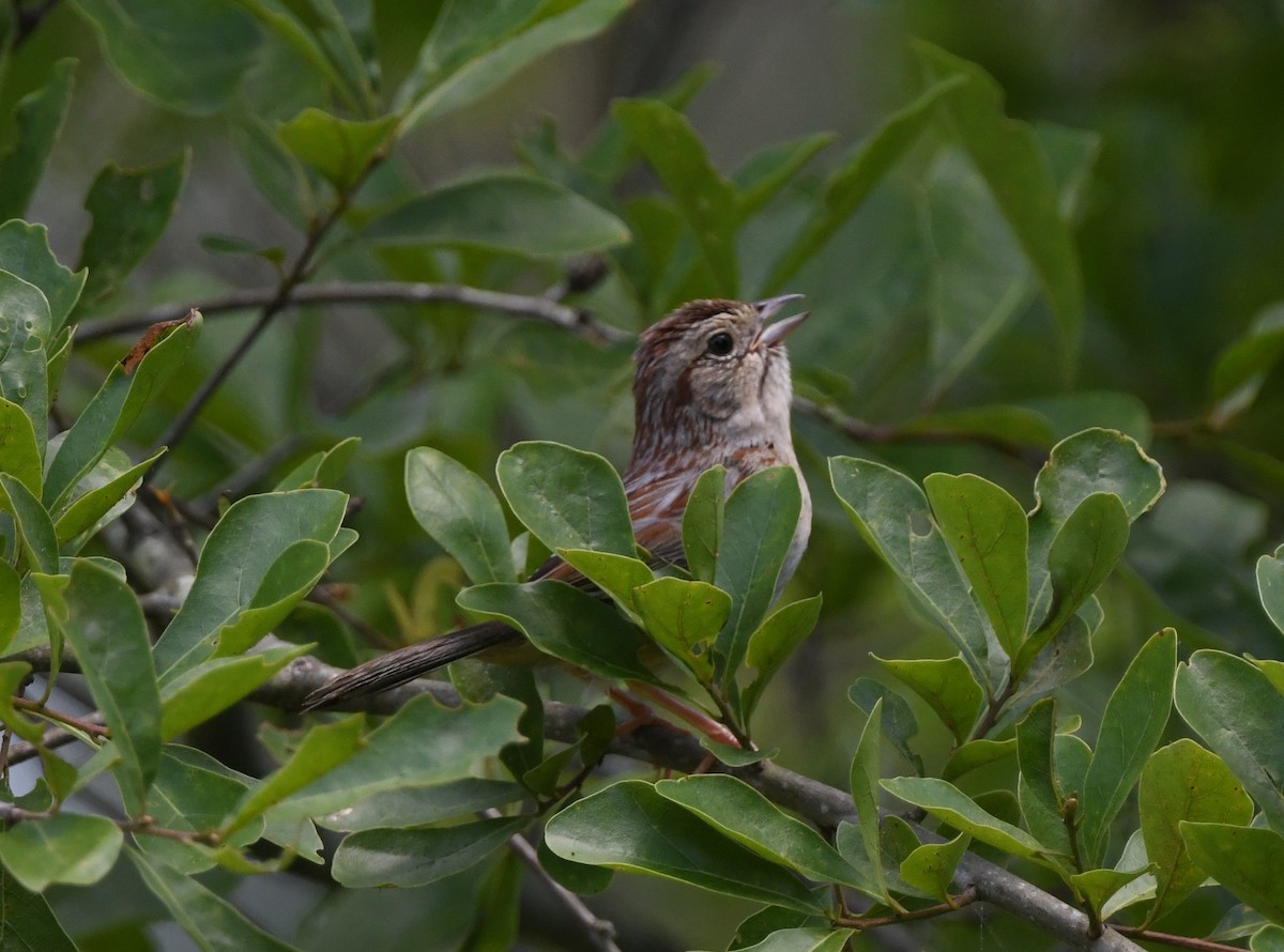 Bachman's Sparrow - ML330946141