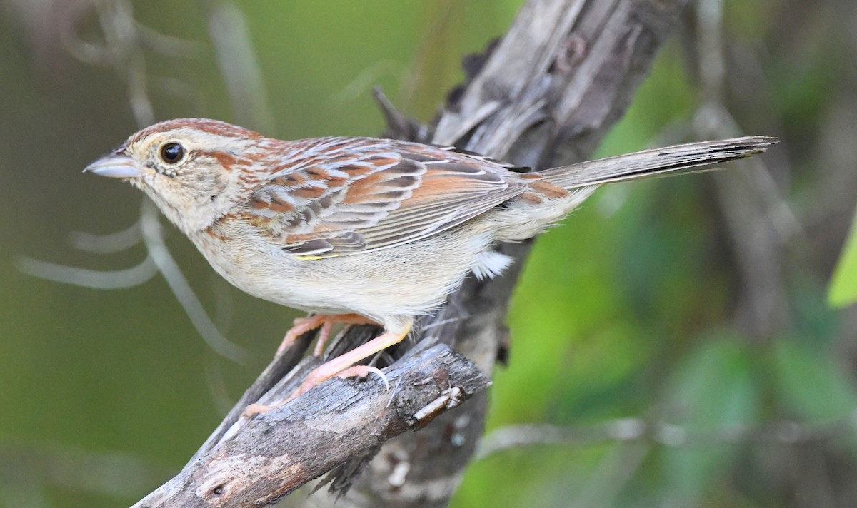 Bachman's Sparrow - ML330946351