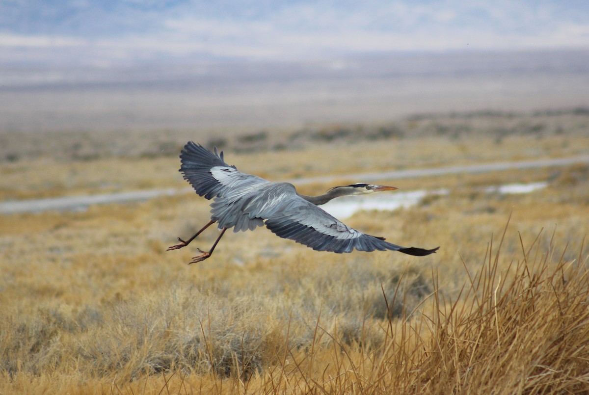 Great Blue Heron - ML330947321