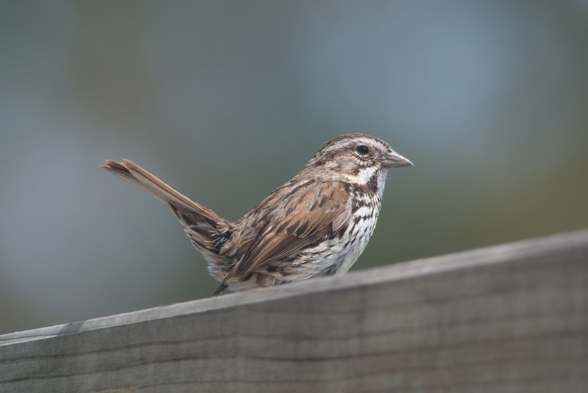 Song Sparrow - Len Blumin