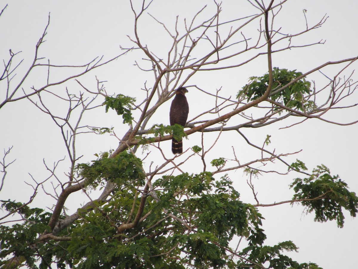 Collared Forest-Falcon - ML330948501