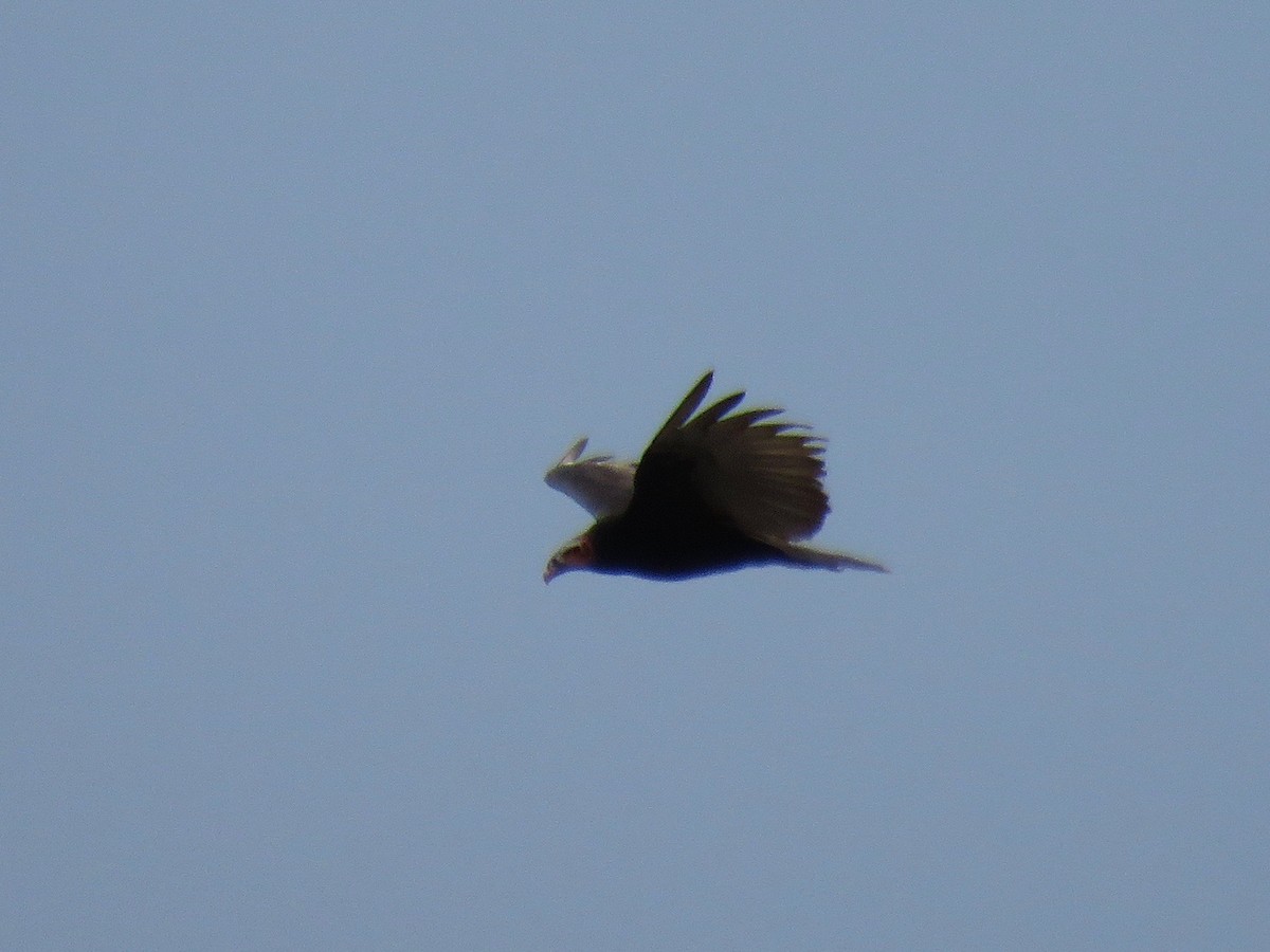 Lesser Yellow-headed Vulture - ML33094890