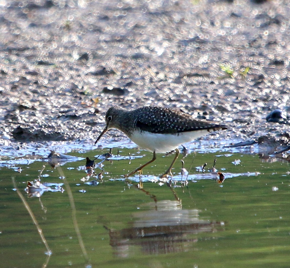 Solitary Sandpiper - ML330948961