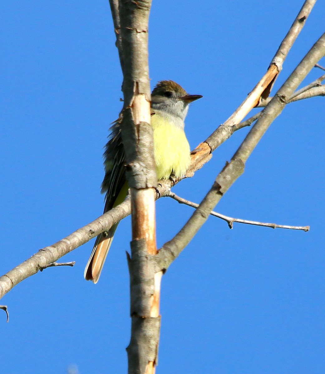 Great Crested Flycatcher - ML330949061