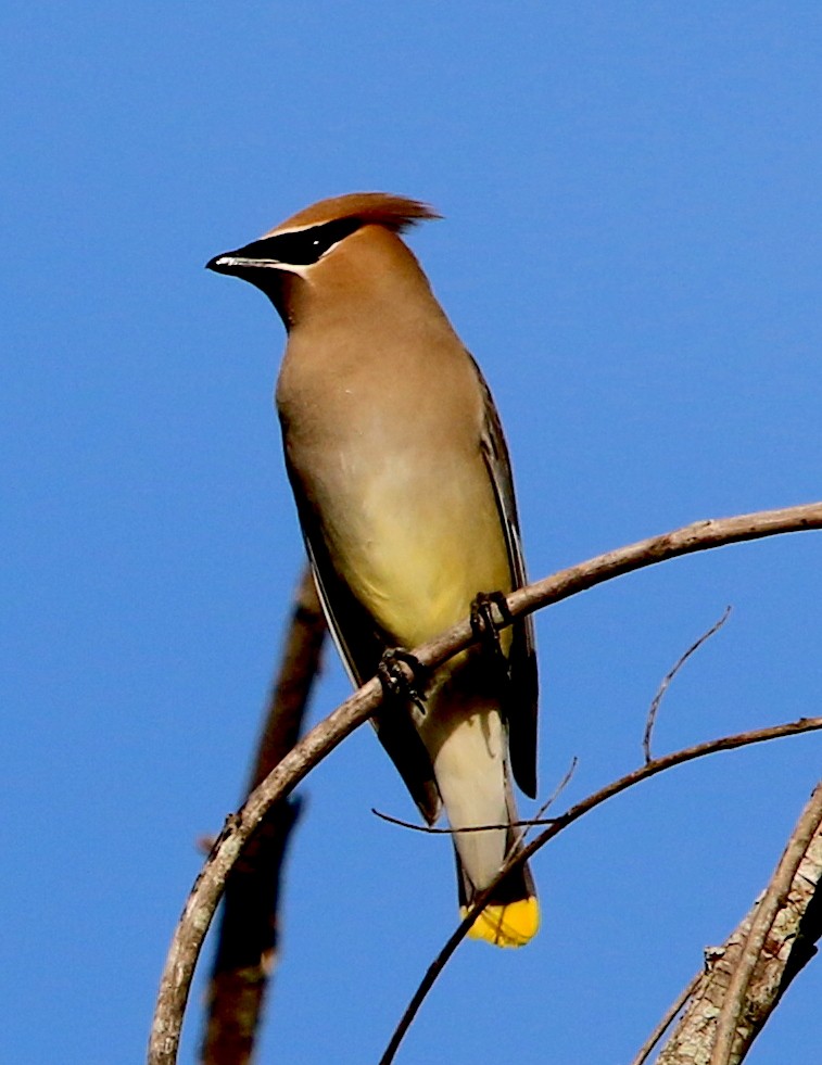 Cedar Waxwing - ML330949301